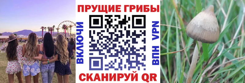 это какой сайт купить наркотики сайты Балахна Псилоцибиновые грибы Cubensis kraken вход